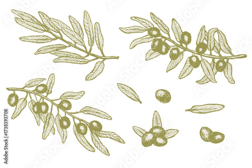 Green olive branch with leaves and fruits, hand drawn outline sketch. Olive plant set in green color for oil design. Line art vector texture illustration. Green raw organic olive natural collection.