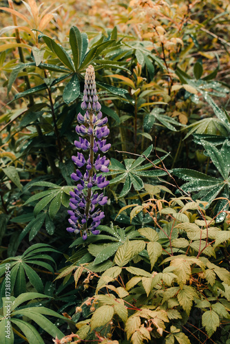 Purple Lupine in Acadia National Park, Maine