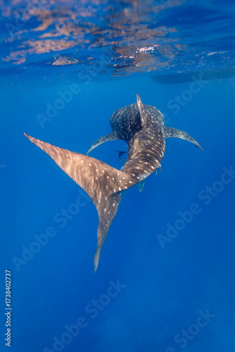 Fotografija Underwater close up of whale shark ,  Rhincodon typus,  turning toward prey