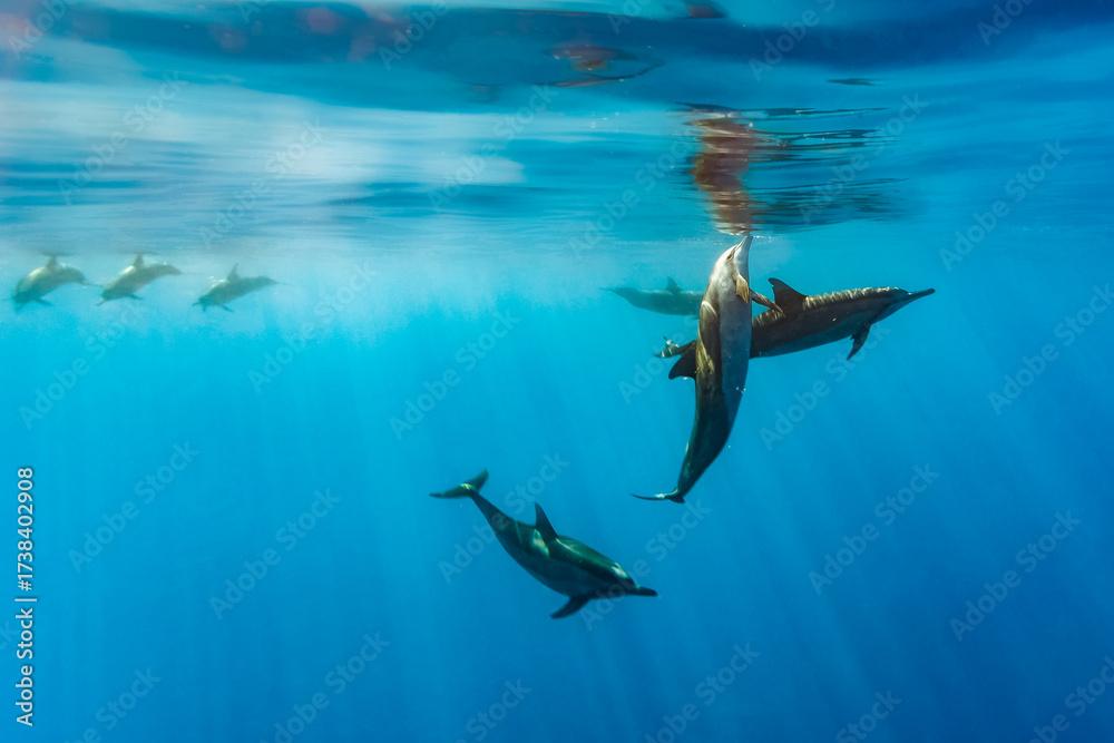 Obraz premium A pod of dolphins swims in the ocean, with one dolphin leaping out of the water.