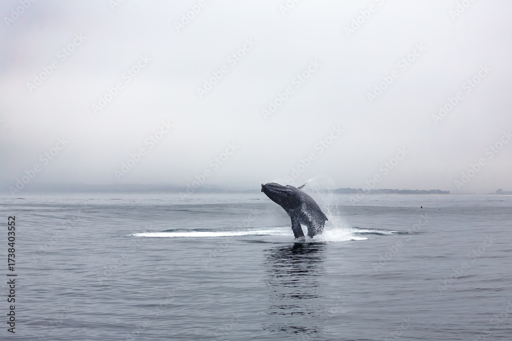 Fototapeta premium Humpback whale breaching in calm waters