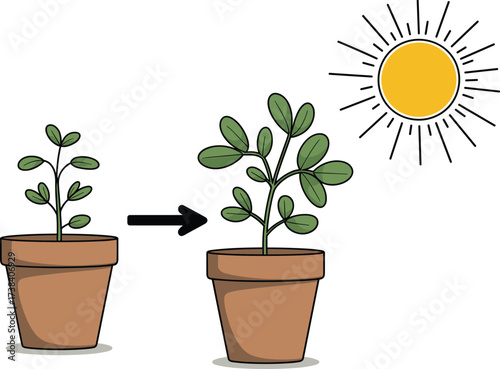 Plant growth in sunlight illustration, small potted plant growing bigger, photosynthesis concept, nature education, eco friendly learning, biology science drawing