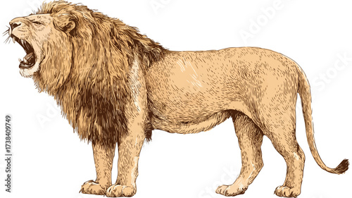 Majestic Lion Roaring Vector Illustration for Wildlife Designs