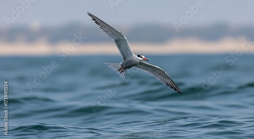 Arctic Tern Flying Over Wavy Blue Ocean Water with Blurred Background