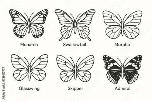 Butterfly species guide: monarch, swallowtail, morpho, glasswing, skipper, admiral diagram