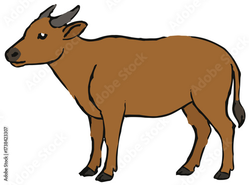 Bubalus quarlesi illustration