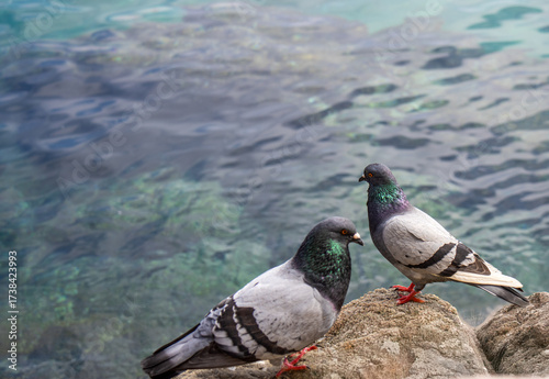 Two pigeons perched in the foreground, with the blue sea in the background. The image conveys tranquility.