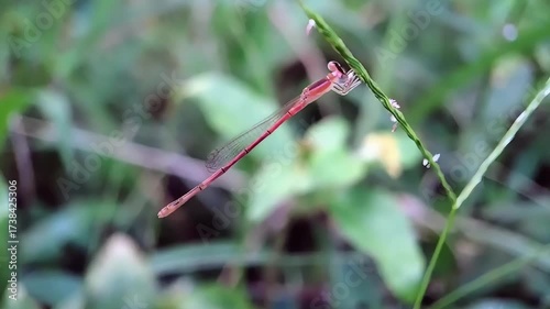 Tiny Red Damselfly Perched on Grass, Macro Nature Video with Windy Background