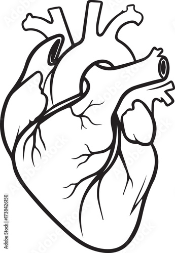 Stylized anatomical illustration of a human heart with clear outlines and detailed vessels.