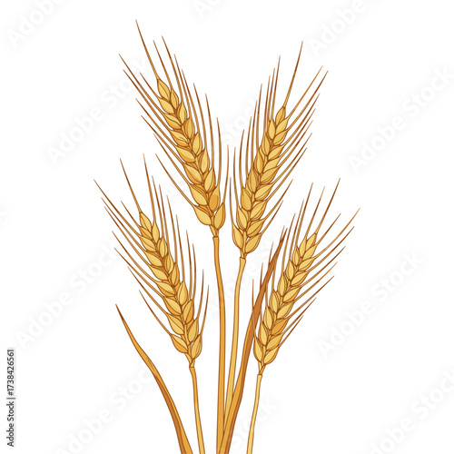 Wheat ears colored illustration golden