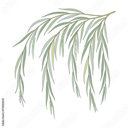 Willow branch colored illustration muted green