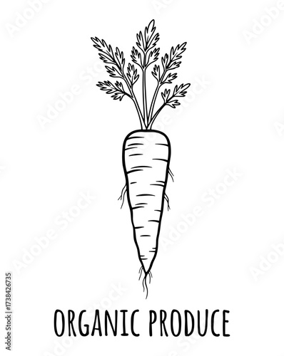 Carrot line drawing black white