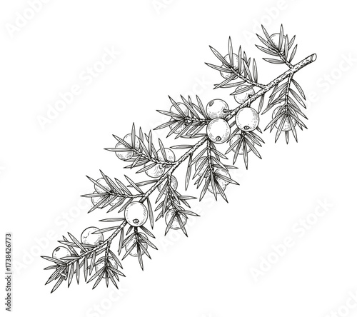 juniper berries botanical illustration in black white