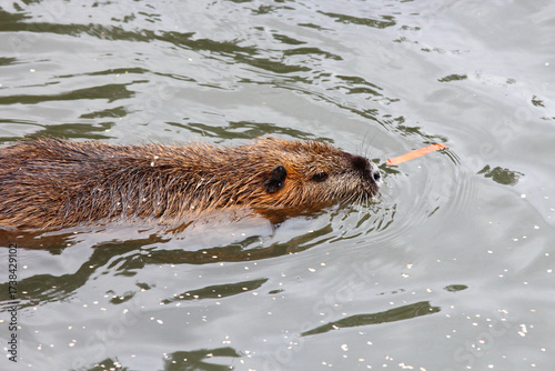 A Beaver