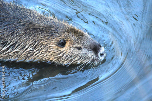 A Beaver