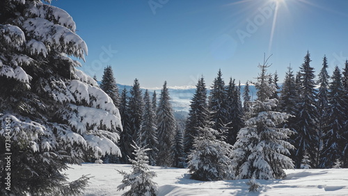 Bright sun shining over beautiful snow covered pine trees in a mountain forest during a sunny winter morning, creating a magical atmosphere under bright blue sky. Winter wild nature travel background