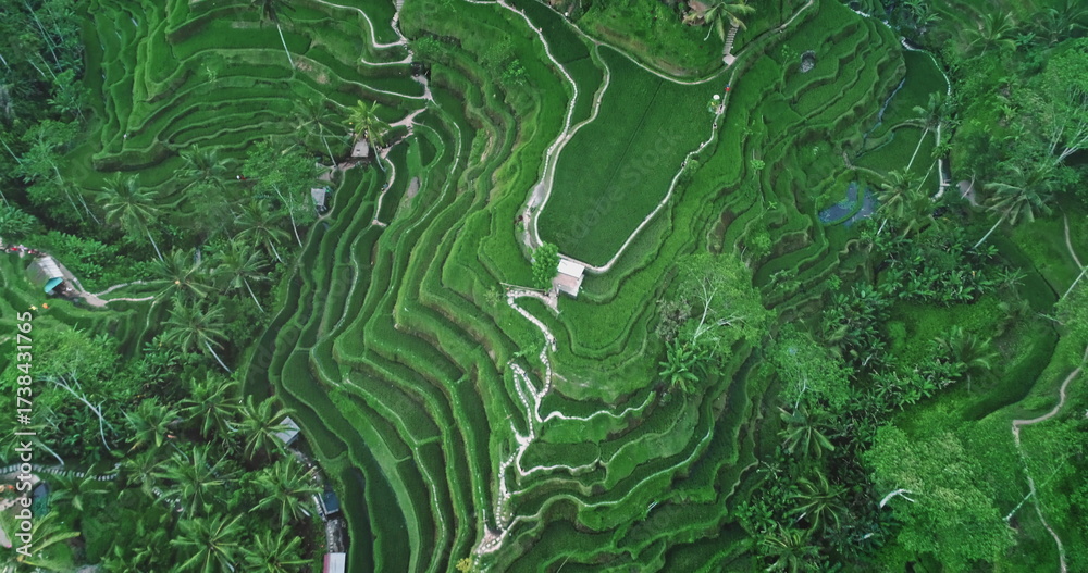 Ταπετσαρία Stunning aerial view of Tegalalang Rice Terraces creating beautiful patterns in