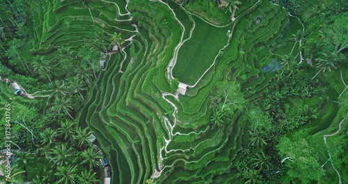 Φωτογραφία Stunning aerial view of Tegalalang Rice Terraces creating beautiful patterns in