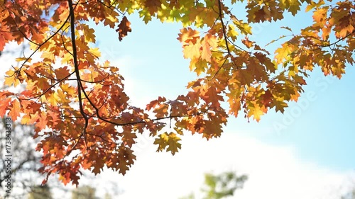 A scenic autumn leaves in the park with colorful fall foliage.  beautiful autumn nature in the forest. Vibrant color Maple Leaves in Autumn Falling from trees.