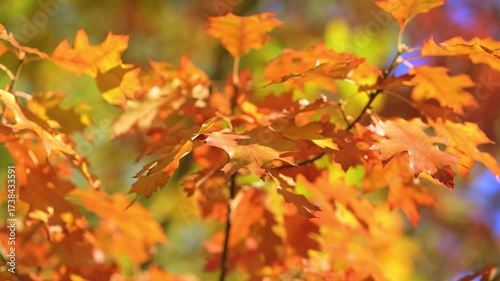 A scenic autumn leaves in the park with colorful fall foliage.  beautiful autumn nature in the forest. Vibrant color Maple Leaves in Autumn Falling from trees.