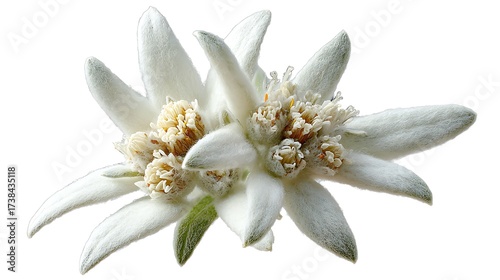 edelweiss flower white background