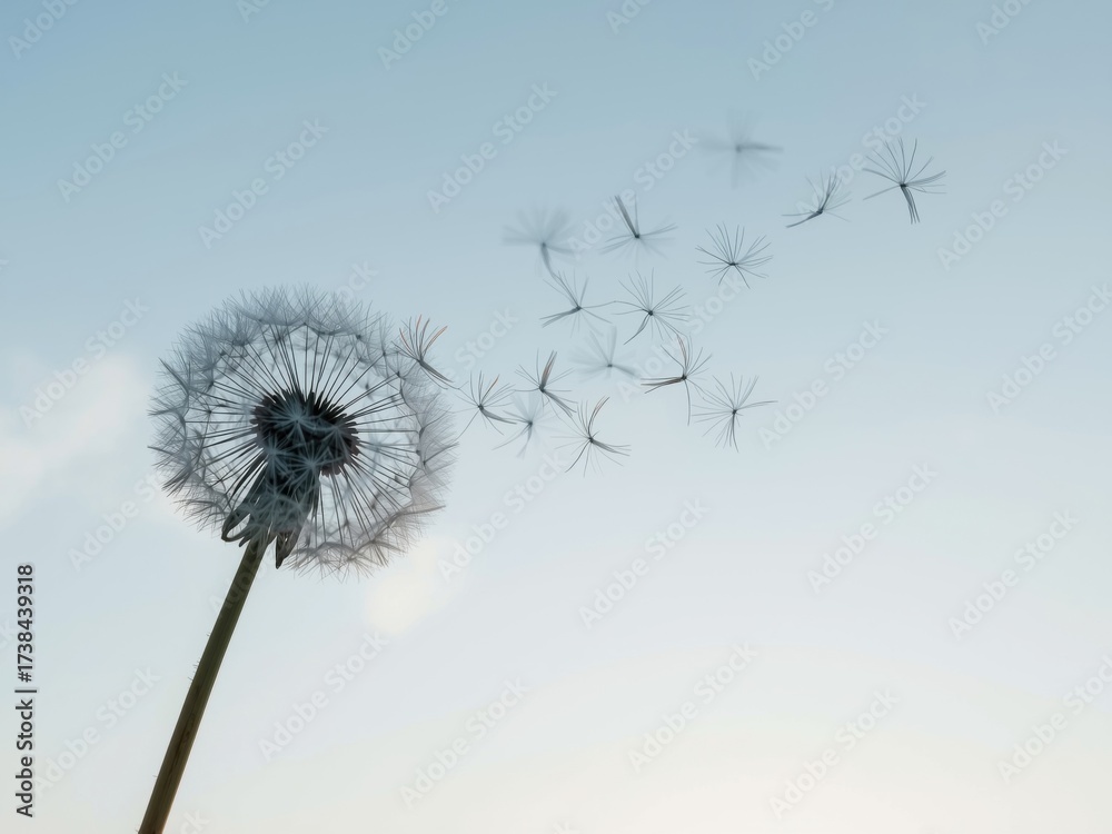 Fototapeta premium Dandelion seeds are blown away by wind against the bright and clear sky background