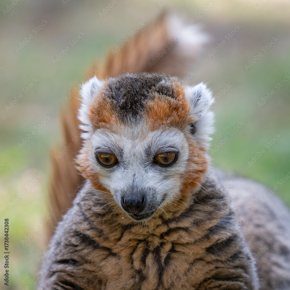 Naklejka premium Close up Female Crowned Lemur