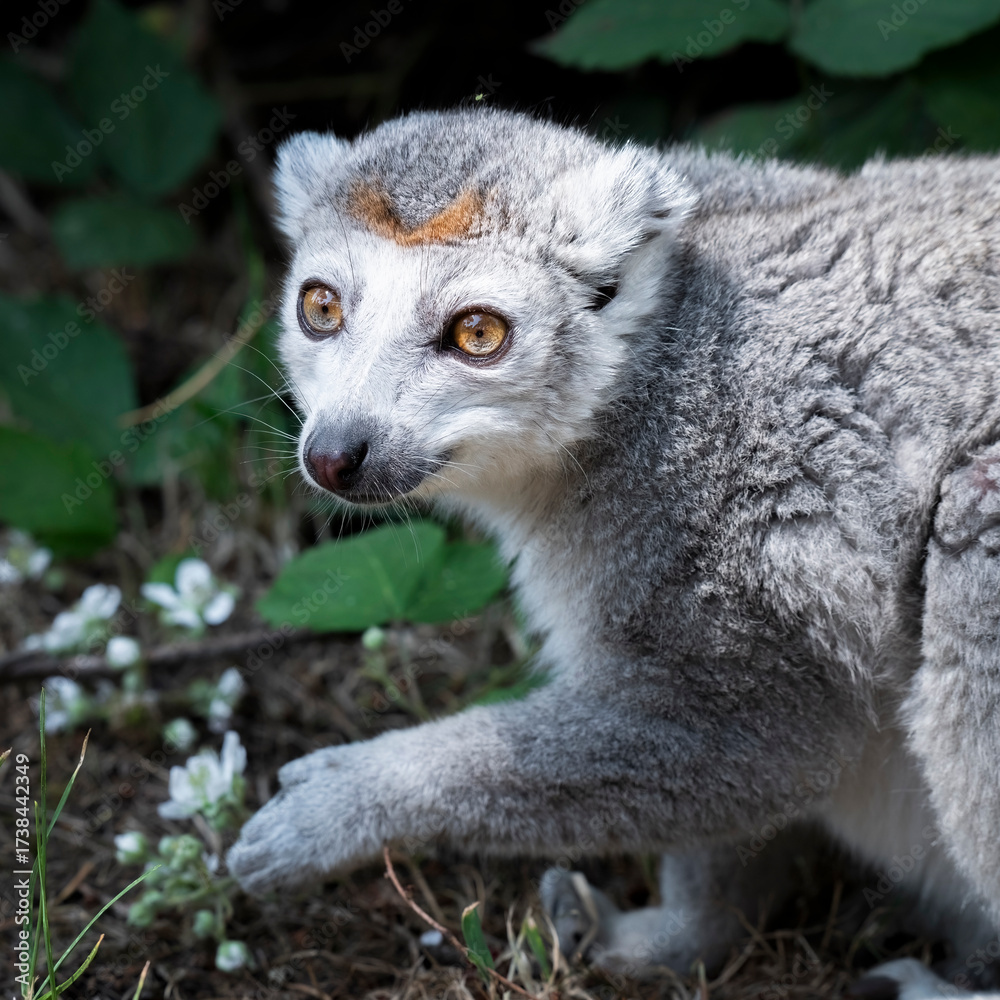 Naklejka premium Male Crowned Lemur Eating White Flower Petals