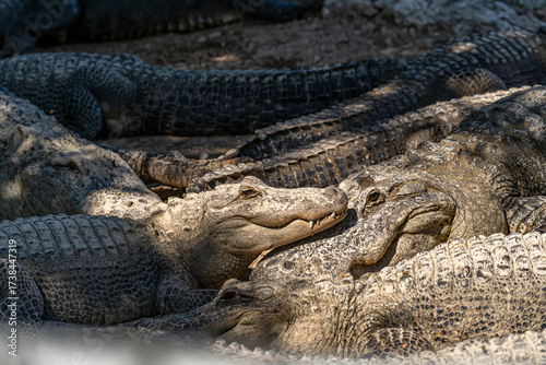 Pair of Alligators Relaxing in Florida Everglades