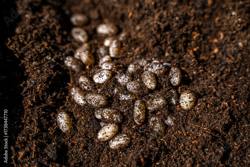 Fresh Egg Clutch of Yemen Chameleon (Chamaeleo calyptratus) in Soil, Macro Shot