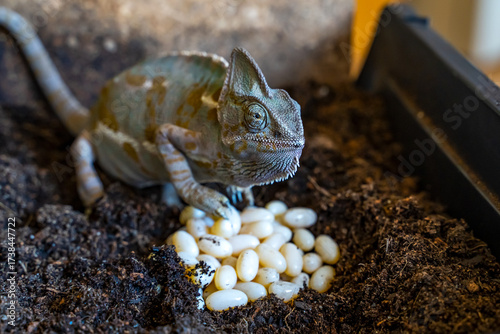 Close-Up of Veiled Chameleon with Freshly Laid Eggs