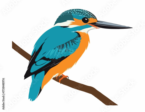 Common Kingfisher Bird image vector. Illustration of Common Kingfisher Bird image isolated on white background.
