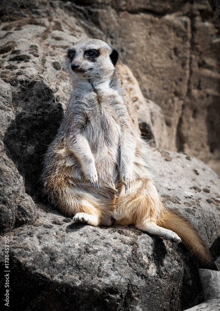 Fototapeta premium Close up Meerkat Resting on a Rock