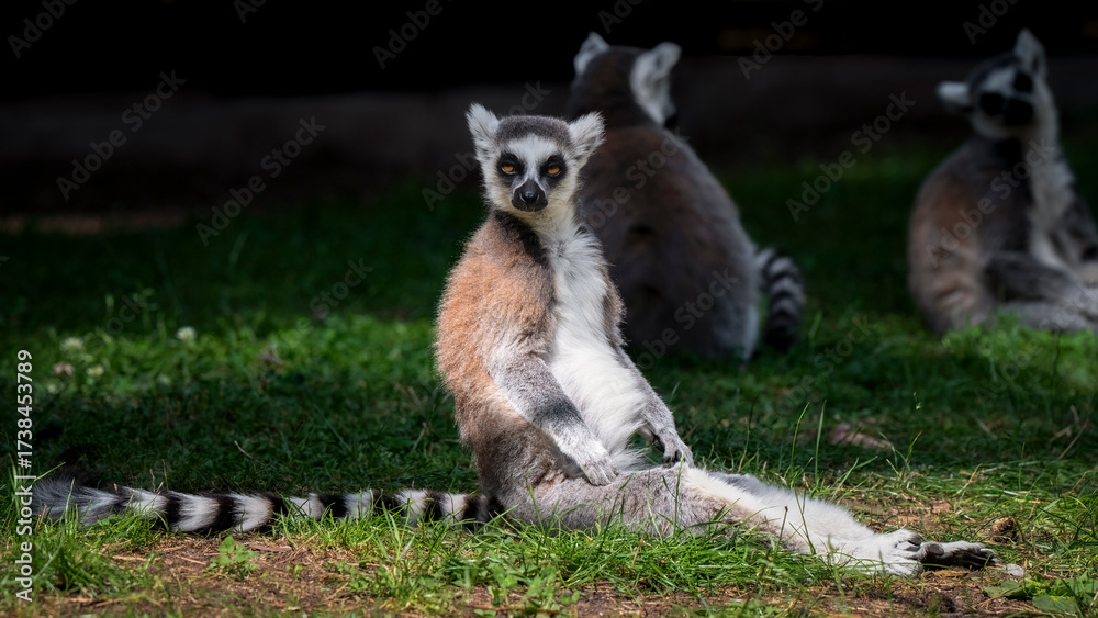 Obraz premium Ring-tailed Lemur Sitting on Grass