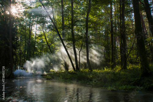 Fototapeta Naklejka Na Ścianę i Meble -  Morning in the forest 2025