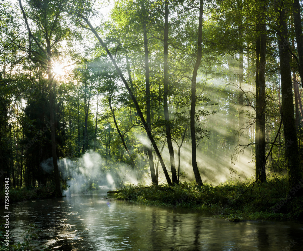 Obraz premium Niesamowity wschód słońca w lesie 2025