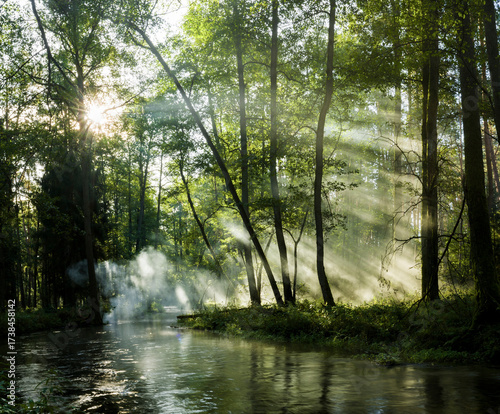 Fototapeta Naklejka Na Ścianę i Meble -  Niesamowity wschód słońca w lesie 2025