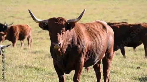 Large brown bull in grassy field with grazing herd of cattle