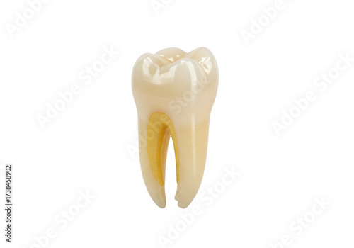 Anatomical molar tooth cross section isolated on transparent background PNG, dental model for educational and medical use