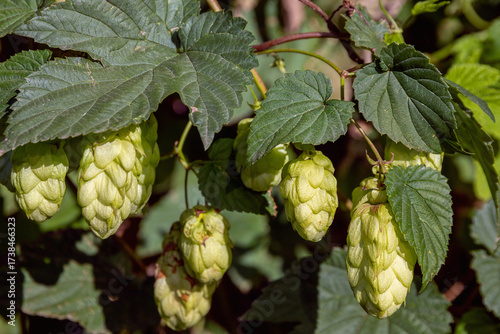 Fresh green hops cones hanging on the vine with lush leaves, ready for harvest. Natural, organic, beer brewing ingredient