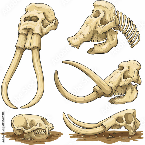 Illustration depicting several ancient animal skulls with tusks, including a mammoth and other extinct species.