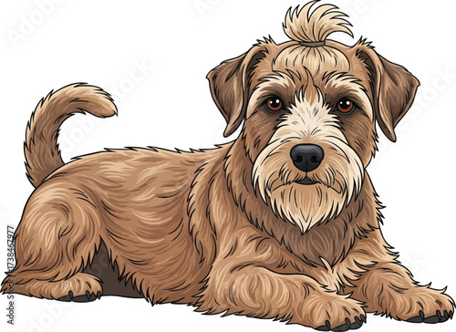 Dandie Dinmont Terrier dog lying down relaxed resting illustration