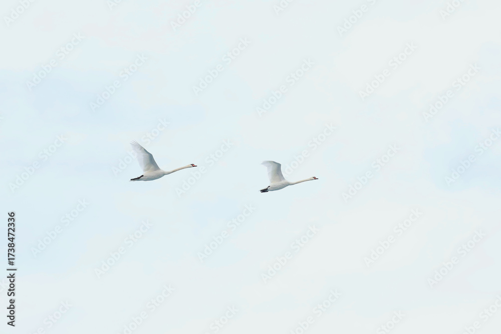 Obraz premium Beautiful white swans flying in cloudy sky