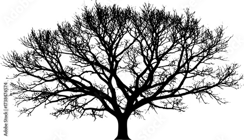 Detailed black silhouette of a bare deciduous tree with intricate branches isolated on white background silhouette
