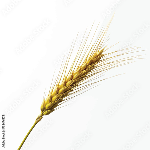 Vector art of a single ripe wheat stalk