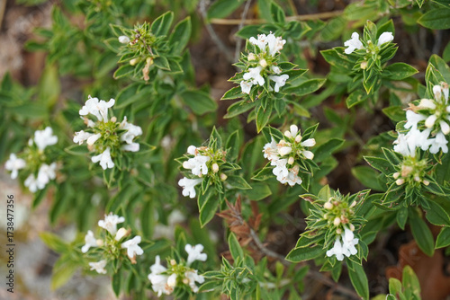 Mountain savory Satureja montana a perennial flowering herbaceous plant with white flowers park field nature flora