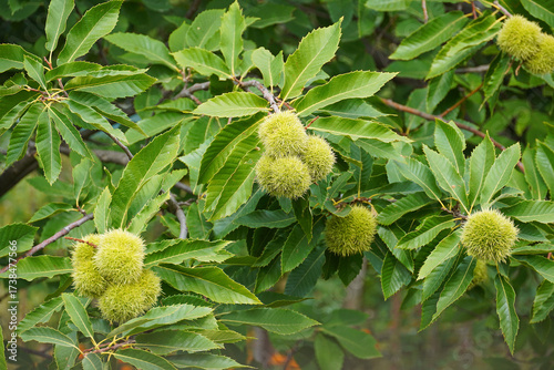 The Chinese chestnut Castanea mollissima is a tree of the Beech family The fruits are silky-pubescent on a branch with leaves Flora and Nature