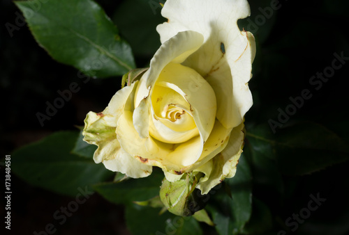 Uma bela e singela flor chamada rosa. A beleza da natureza. Bela flor. Bela rosa.
