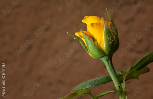 Uma bela e singela flor chamada rosa. A beleza da natureza. Bela flor. Bela rosa.