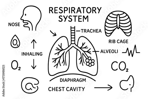 Respiratory System Anatomy. Hand-drawn doodle illustration Respiratory system anatomy lungs, trachea, bronchi, alveoli, diaphragm, nose, mouth, airways, chest